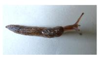 Deroceras