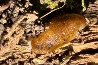 Arion subfuscus