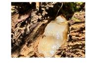 Arion subfuscus