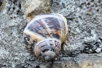 Cornu aspersum
