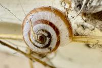 Cernuella aginnica