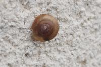 Hygromia cinctella