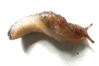 Deroceras reticulatum
