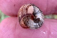Backeljaia gigaxii