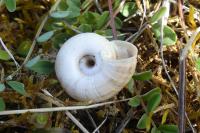 Helicella itala