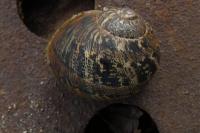 Cornu aspersum