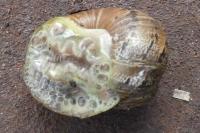 Cornu aspersum