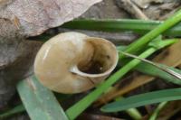 Monacha cartusiana
