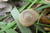 Monacha cartusiana