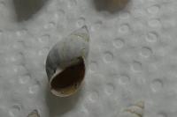 Lymnaea stagnalis