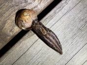 Limax maximus