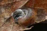 Hygromia cinctella