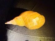 Lymnaea stagnalis
