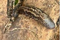 Limax maximus