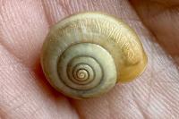 Monacha cartusiana