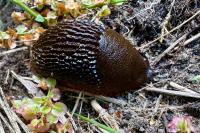 Arion rufus/vulgaris
