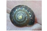 Hygromia cinctella