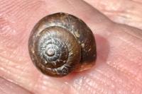 Hygromia cinctella