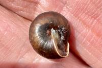 Hygromia cinctella