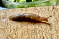 Deroceras reticulatum
