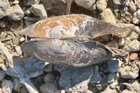 Anodonta cygnea