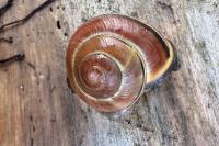 Cepaea nemoralis