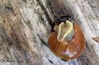 Cepaea nemoralis