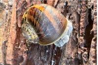 Cornu aspersum