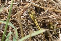 Orthetrum cancellatum
