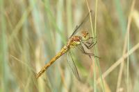 Sympetrum striolatum