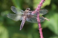 Libellula fulva