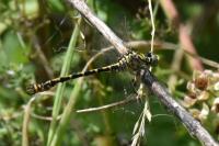 Onychogomphus forcipatus