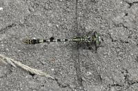 Onychogomphus forcipatus