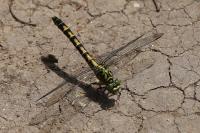 Onychogomphus forcipatus