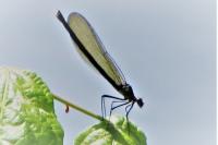 Calopteryx splendens