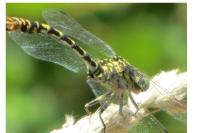 Onychogomphus forcipatus