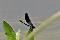 Calopteryx splendens