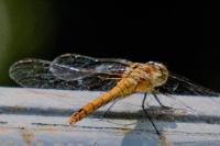 Sympetrum