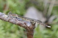 Sympecma fusca