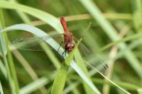 Sympetrum sanguineum