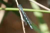 Coenagrion mercuriale