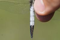 Orthetrum albistylum
