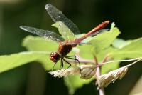 Sympetrum sanguineum