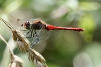 Sympetrum sanguineum