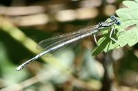 Platycnemis pennipes
