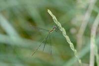 Chalcolestes viridis