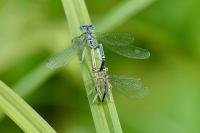 Platycnemis pennipes