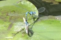 Platycnemis pennipes