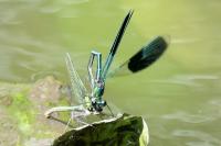 Calopteryx splendens