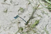 Platycnemis pennipes